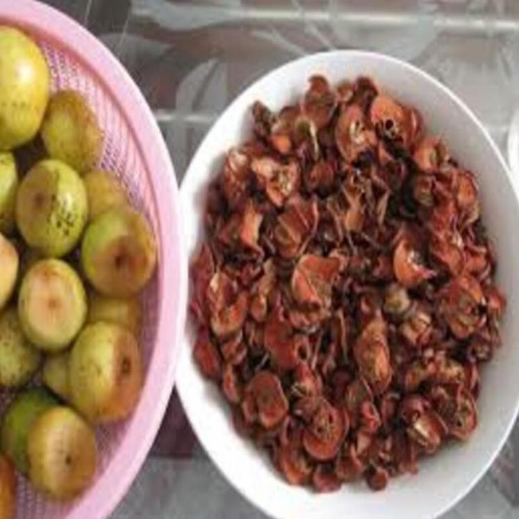 Cây CHAY giống - Cây giống chuẩn F1 - Siêu quả, cam kết chất lượng