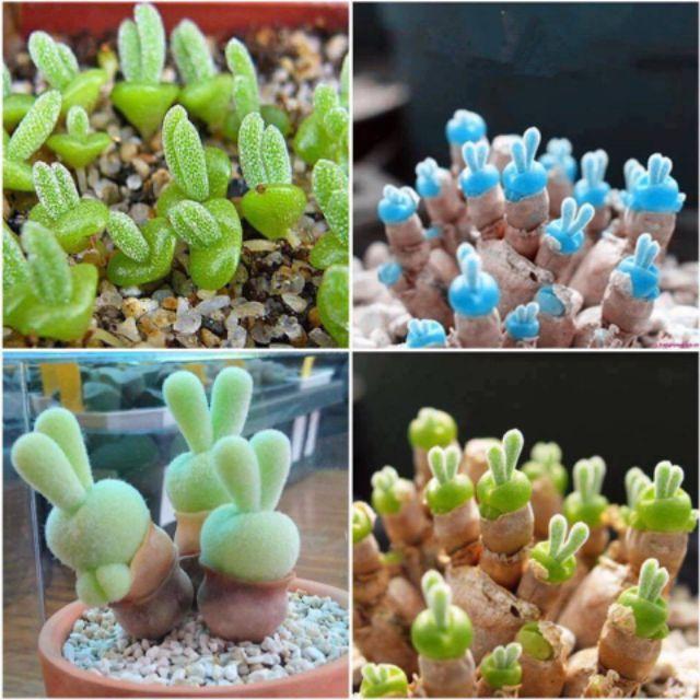 233A Hạt giống cây tai thỏ mix màu 20 hạt