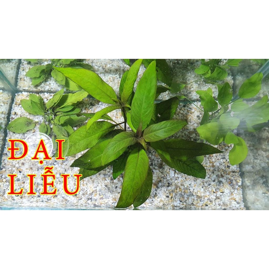 Cây trung liễu _Cây cắt cắm thủy sinh dễ trồng