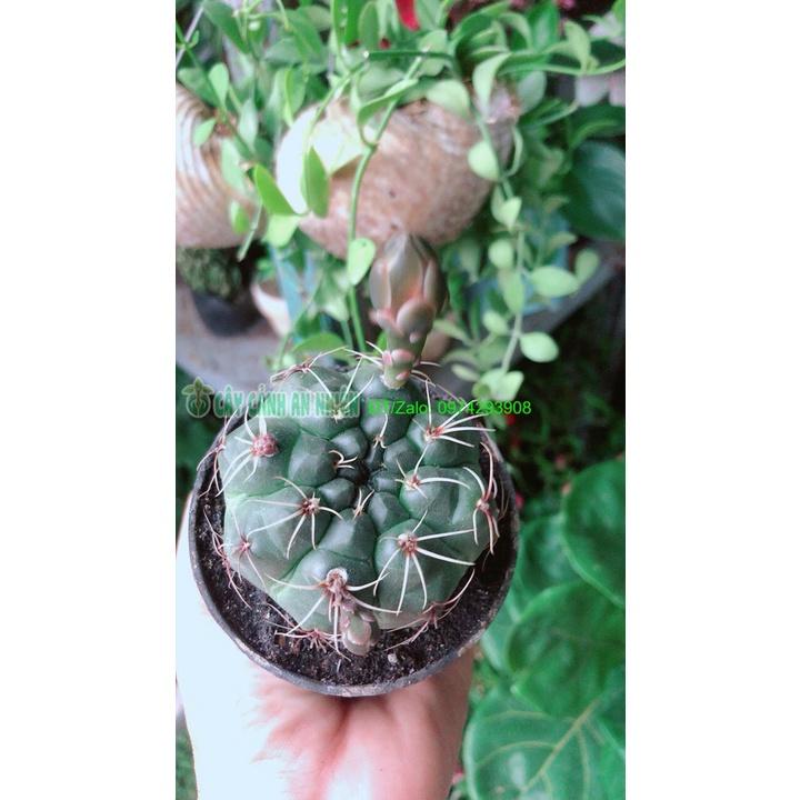 Cây Xương Rồng