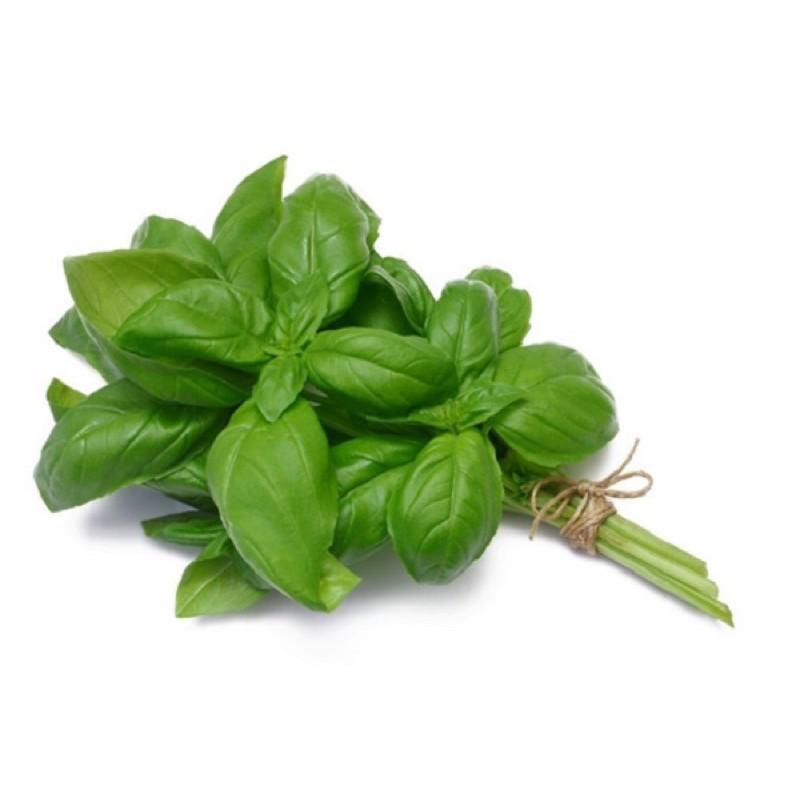 Hạt giống Húng Tây Ngọt Basil - Gia vị âu