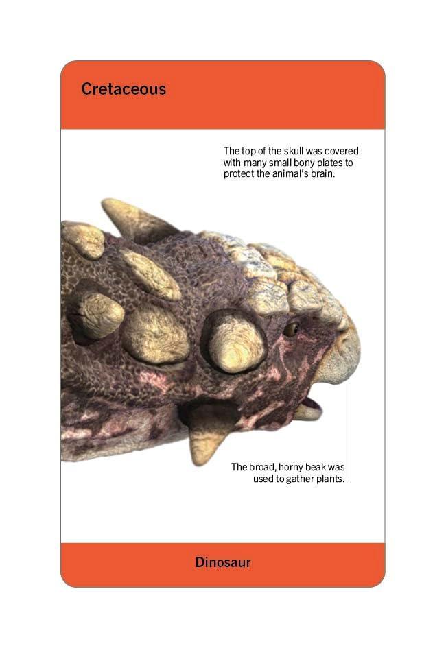 Sách ngoại văn: Our World In Pictures - Dinosaurs And Other Prehistoric Creatures Flash Cards