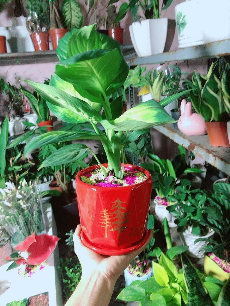 Chậu Cây Vạn Niên Thanh