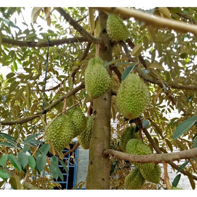 Cây giống sầu riêng chuẩn F1
