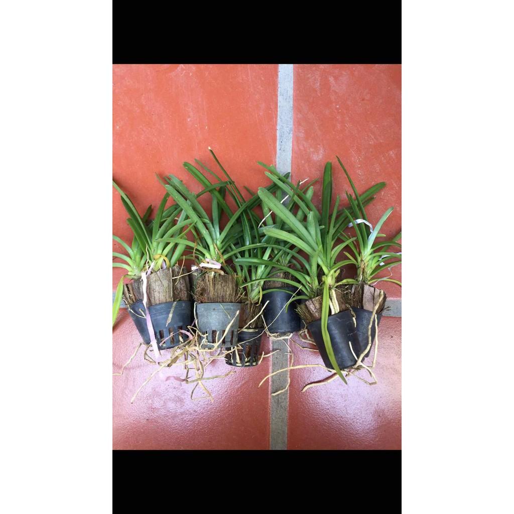 Combo 2 cốc hoa phong lan Kiếm