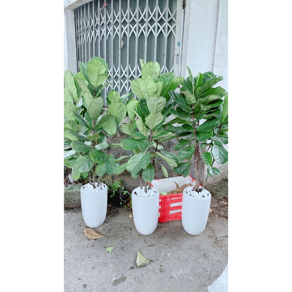 Chậu Bàng Singapore Hàng Lớn