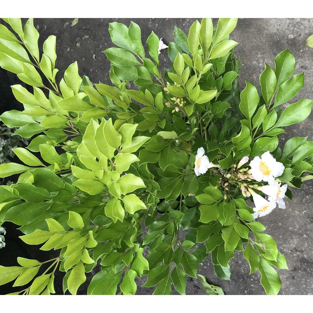 Cay nguyệt quế hoa to lá to cao 70 - 90 cm