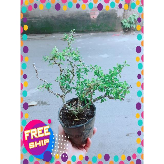 Cây Linh Sam Bonsai