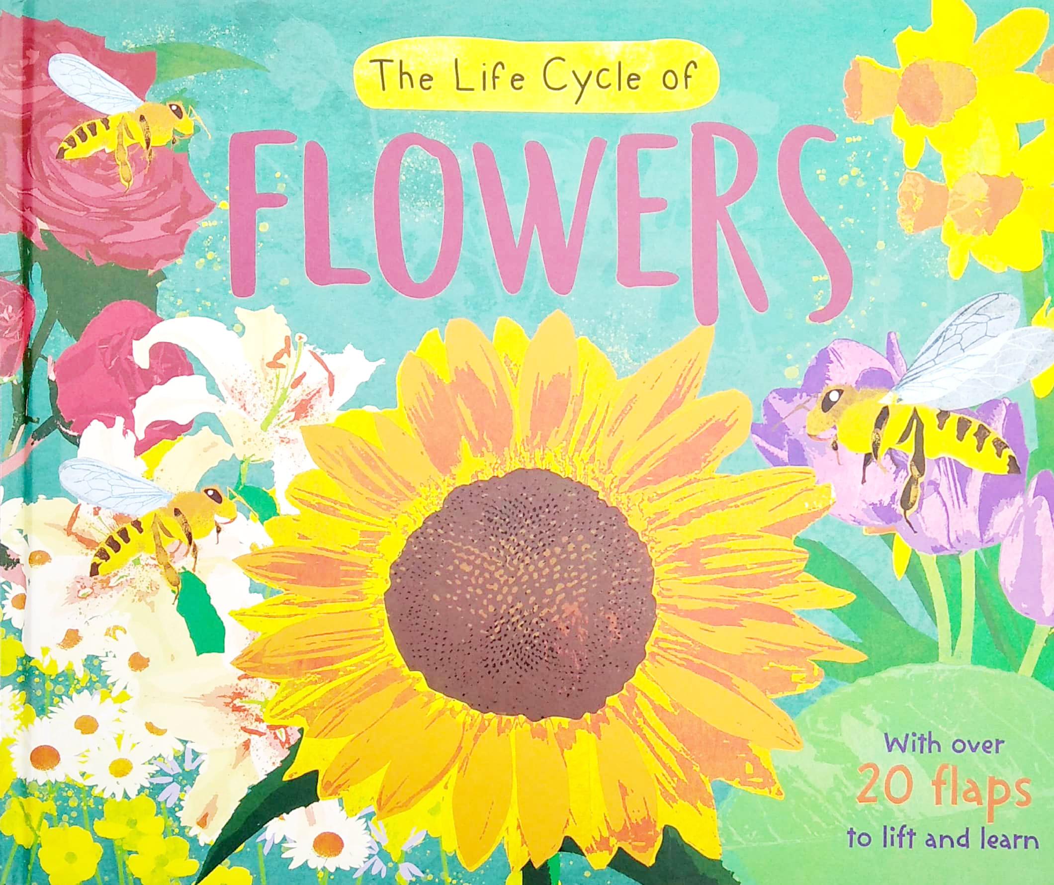 The Life Cycle Of Flowers