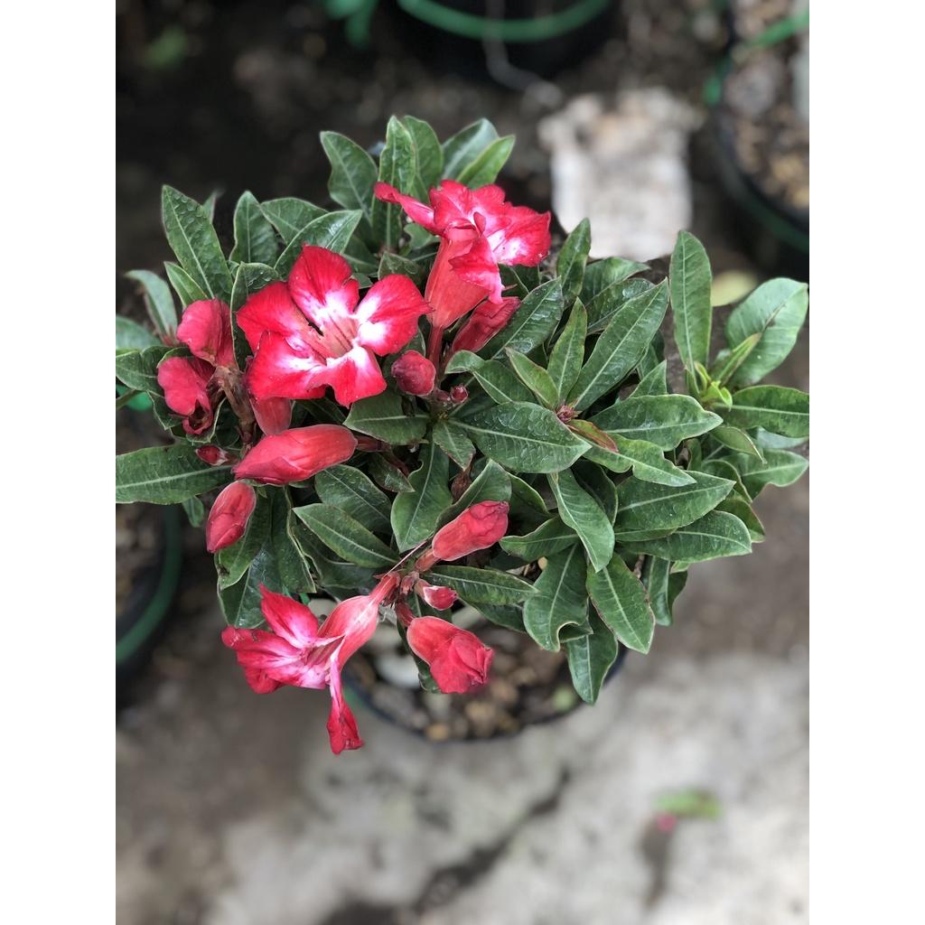 Chậu sứ Thái hoa đỏ cánh đơn