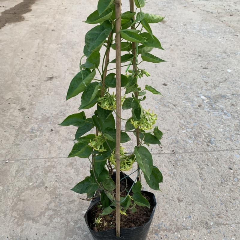 Cây thiên lý leo giàn tường rào dài 55-70cm, trang trí leo ban công và tường rào rất đẹp