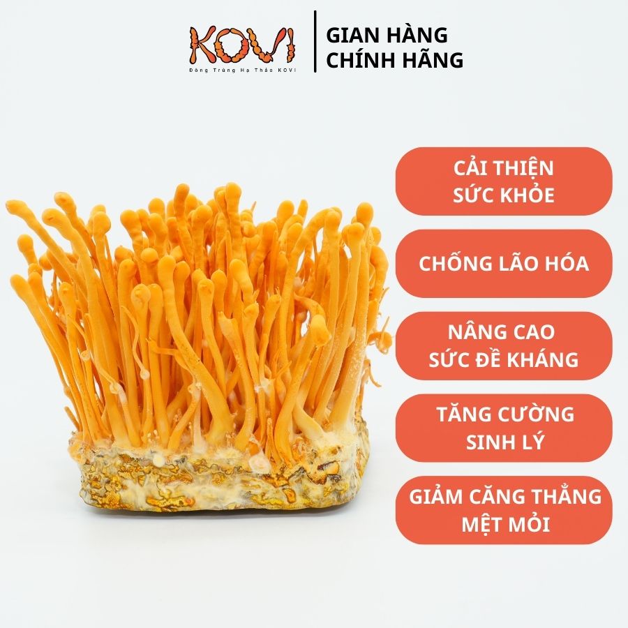 [Mua 5 tặng 1] Đông trùng hạ thảo KOVI dạng tươi | 700ml | 150g | Mua 10 tặng 1