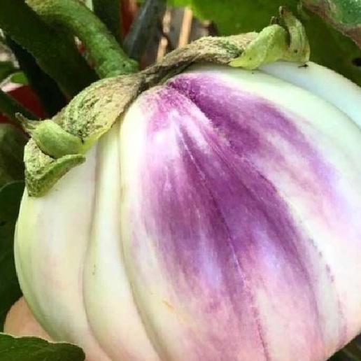 Hạt giống cà tím khía trái to,hạt giống tốt-gói 2 gram-tặng kèm gói phân bón lót