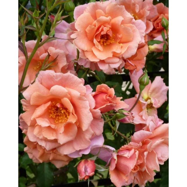 Alibaba Rose - hoa hồng leo nguyên bản nhập ngoại