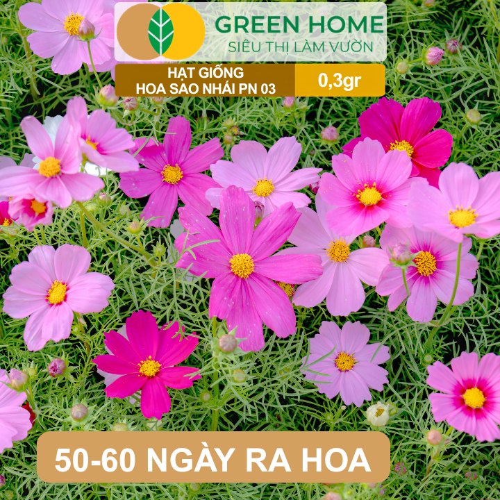 Hạt Giống Hoa Sao Nhái Mix GreenHome, Gói 0,3g, Sai Hoa, Màu Rực Rỡ, Dễ Trồng Quanh Năm H13