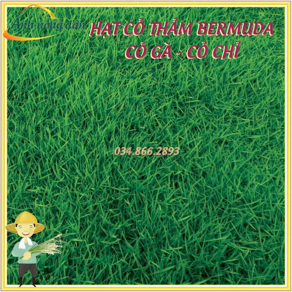 200g Hạt giống cỏ trồng thảm bermuda - Hạt giống cỏ gà, cỏ chỉ