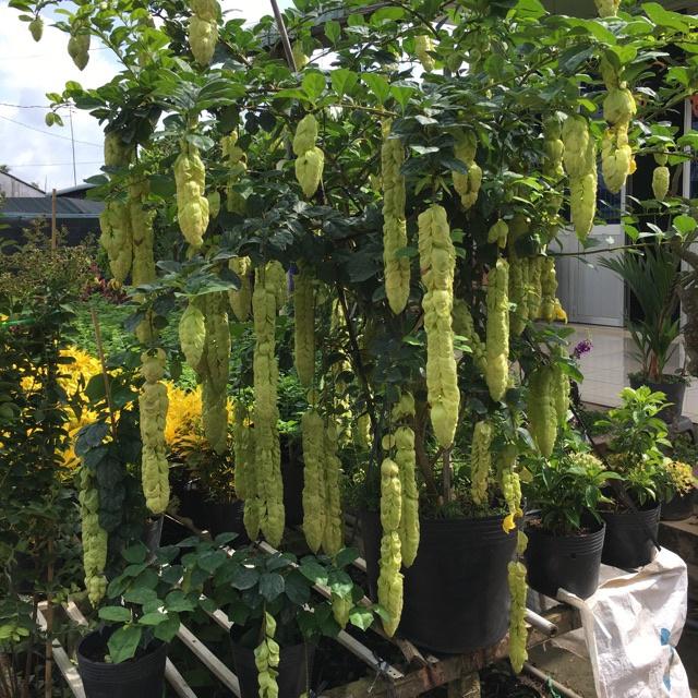Cây Huyền trân công chúa- cây to