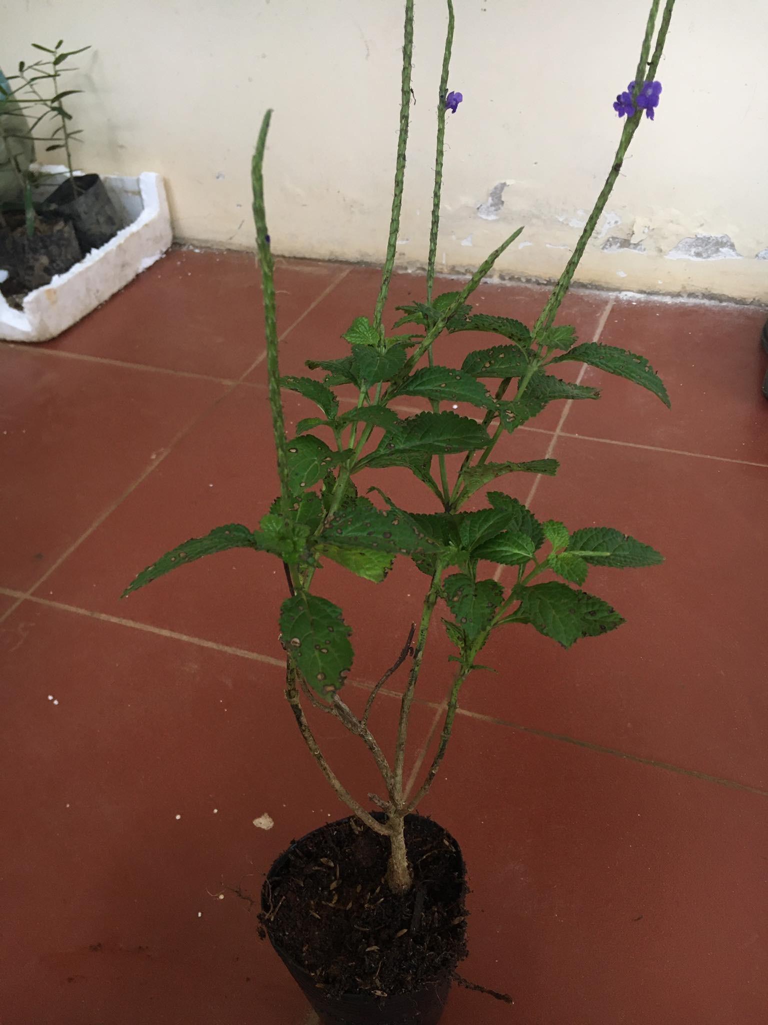 CHUẨN Cây giống Đuôi Chuột