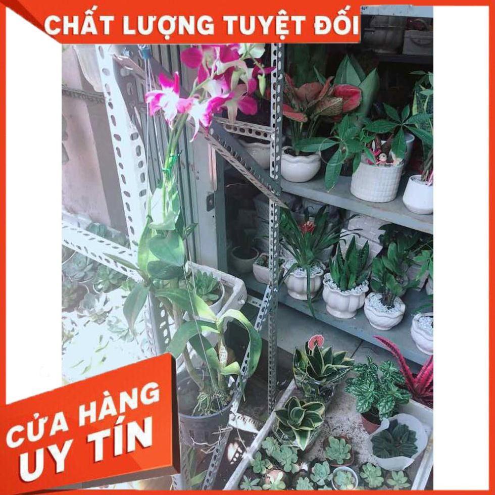 Chậu Lan Dendro Nhiều Người Mua