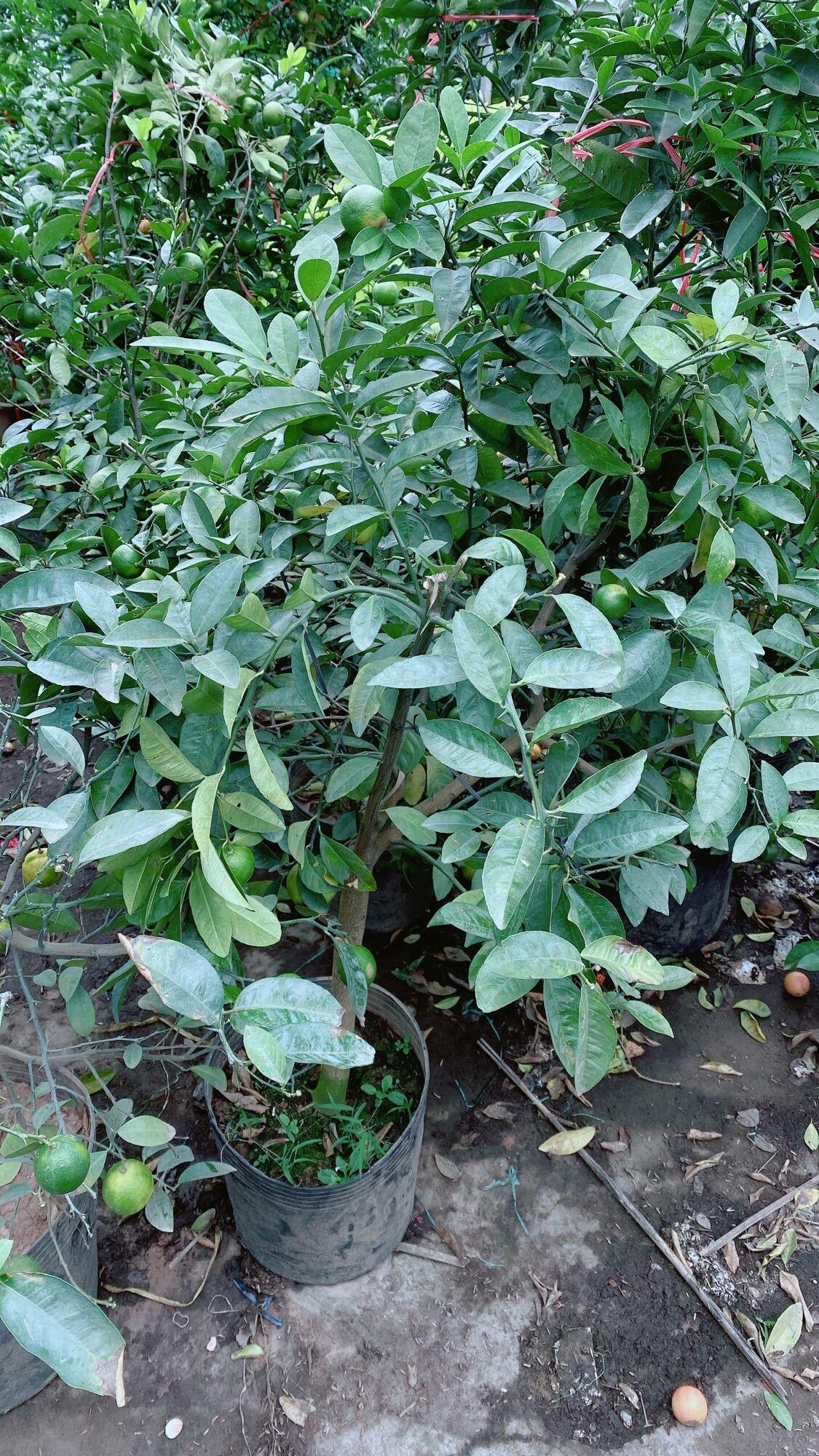 Cây Chanh Đào Sẵn Trái