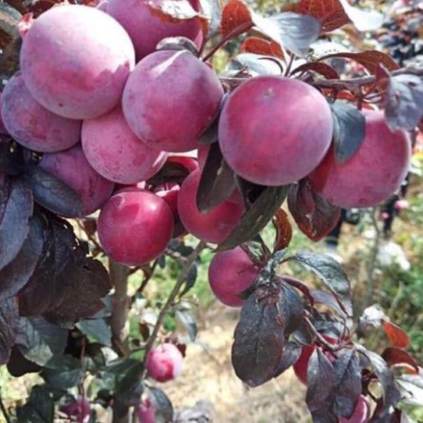 Cây mận đỏ Úc giòn ngon ngọt