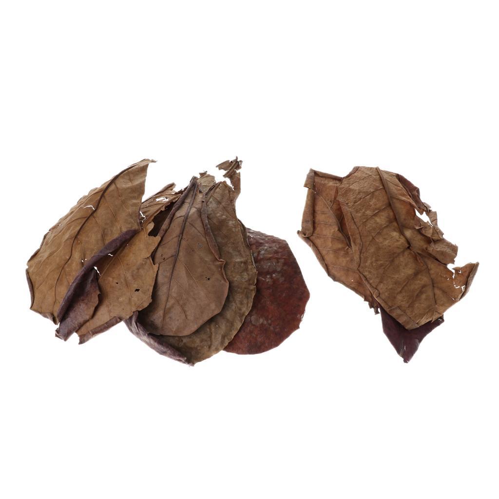 30x Premium Grade Catappa Indian Almond Leaves Perfect for Breeding & Hiding