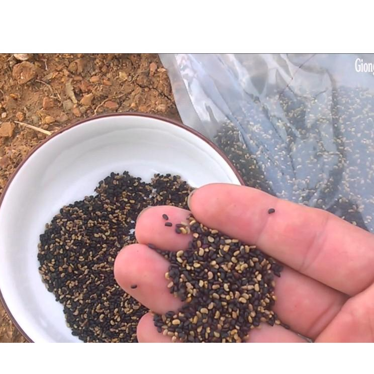 Hạt Cỏ Chăn Nuôi Stylo - Cỏ Họ Đậu - Gói 500g - Cỏ Chăn Nuôi