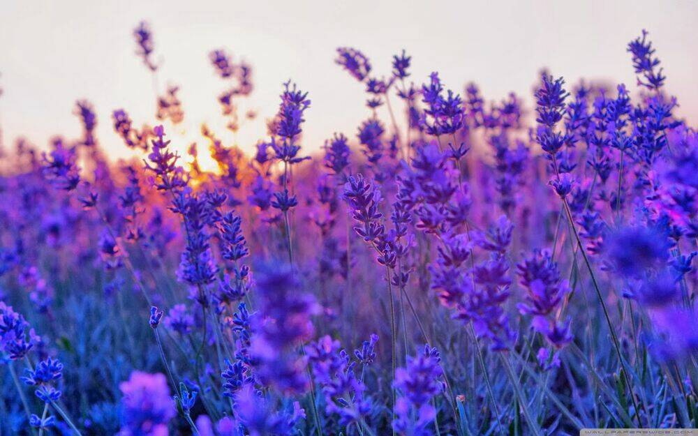 versailles no bara chapter 5 40