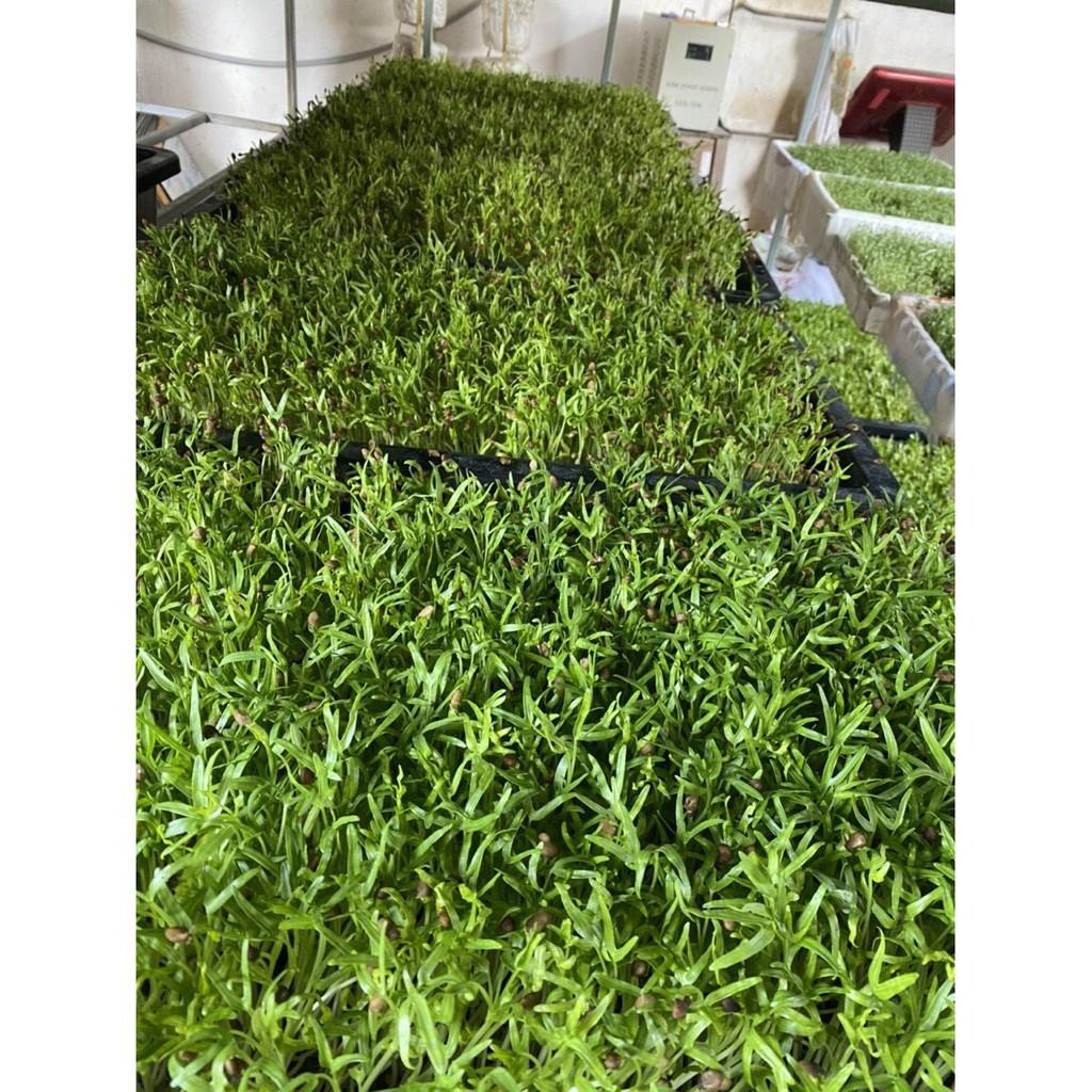 Hạt giống rau mầm rau muống VN - 100g