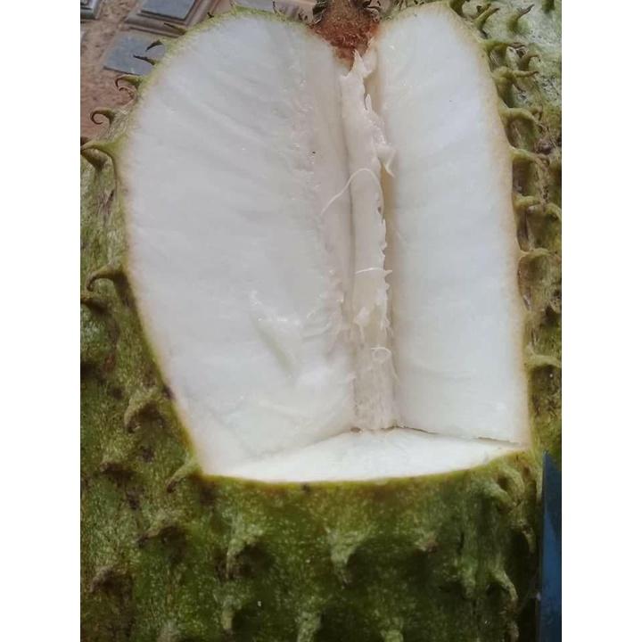 CÂY GIỐNG MÃNG CẦU XIÊM THÁI LAN KHÔNG HẠT