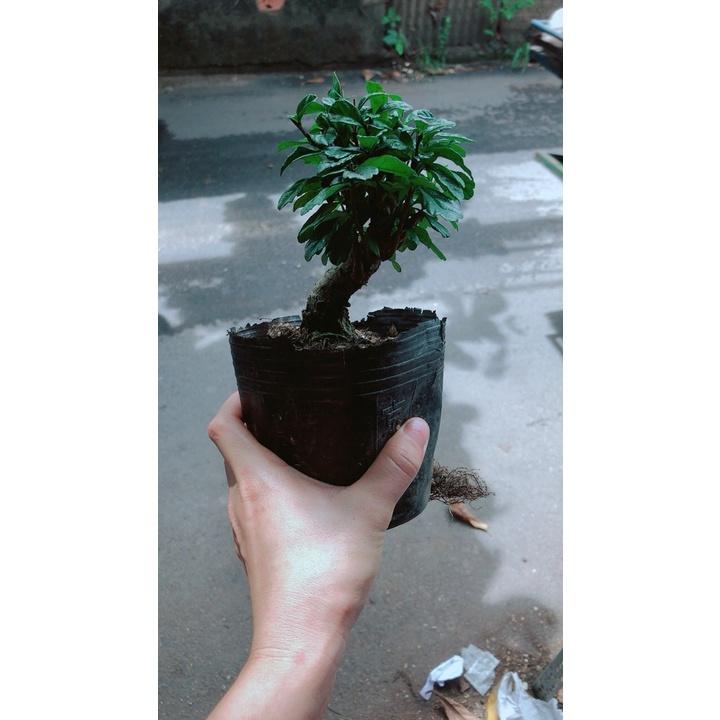 Trà Phúc Kiếng Bonsai