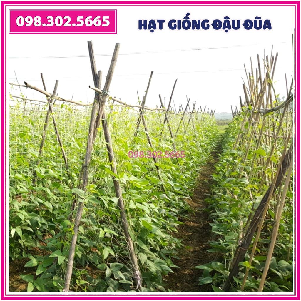 Hạt giống đậu đũa xanh cao sản F1 - gói 20g -chất lượng tốt, năng suất cao