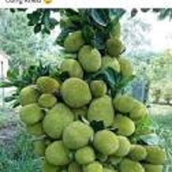 CÂY GIỐNG MÍT KHÔNG HẠT SIÊU NGỌT