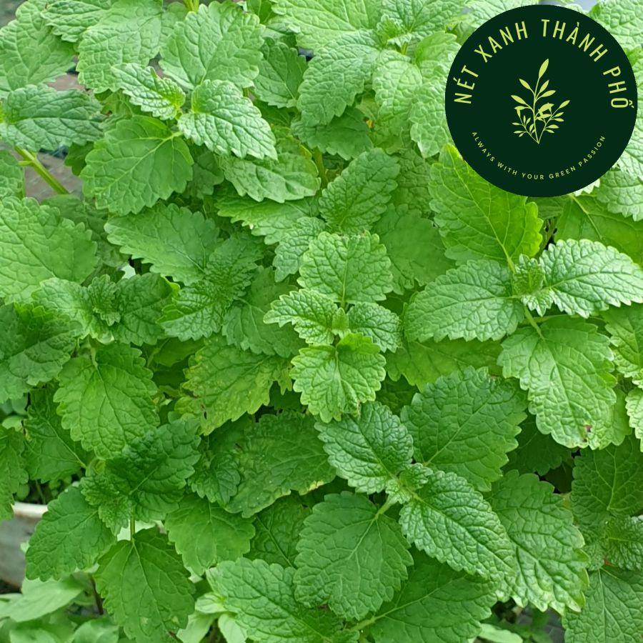 Hạt giống Bạc Hà Chanh, LEMON BALM 601