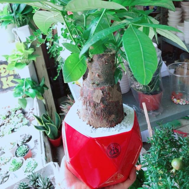 Chậu kim ngân chân voi