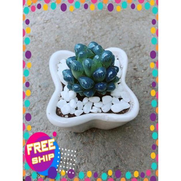 Chậu Kim Cương Xanh Dương