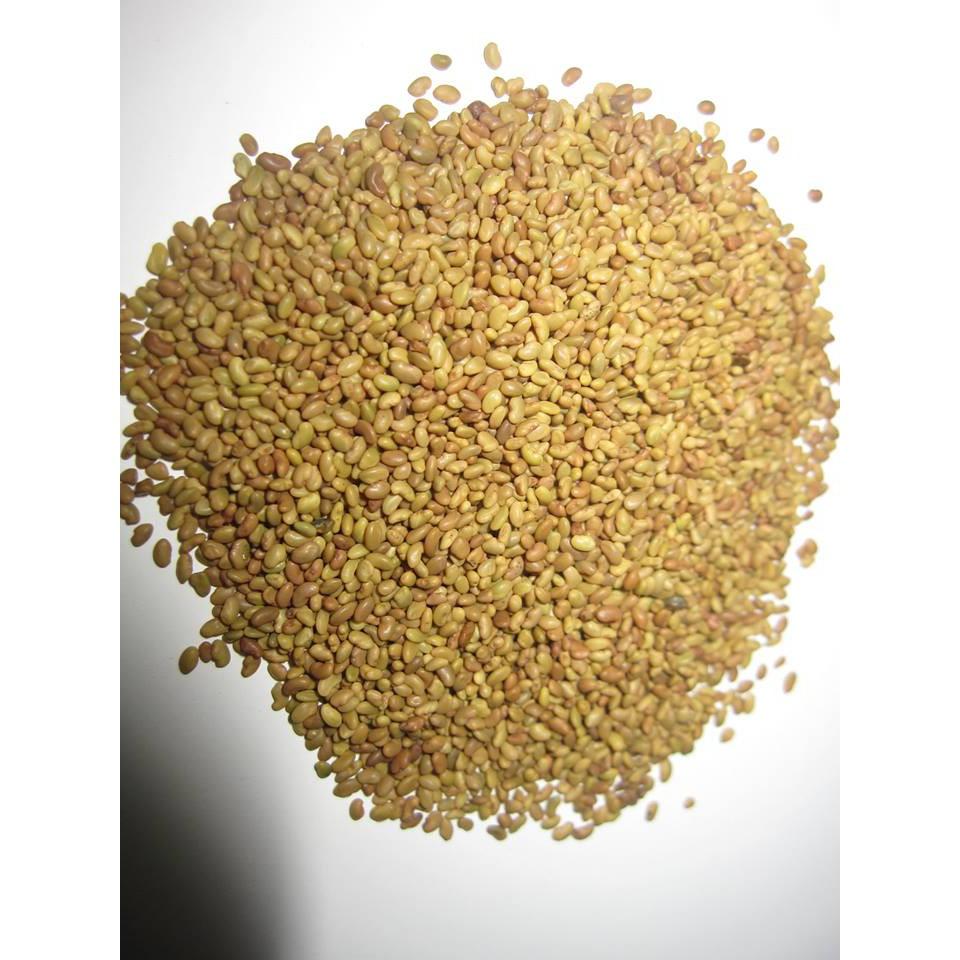 HẠT GIỐNG CỎ ALFALFA - 100gr