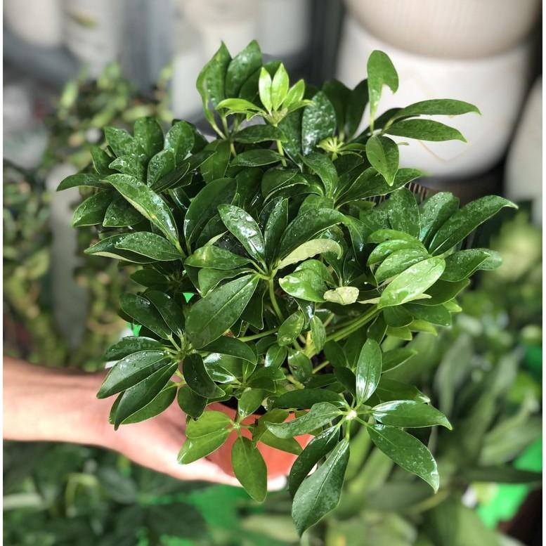 Cây Ngũ Gia Bì để bàn
