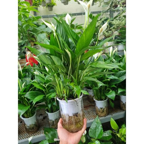 Lan ý trồng thủy sinh - cây cảnh để bàn