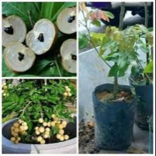 CÂY GIỐNG NHÃN KHÔNG HẠT THÁI