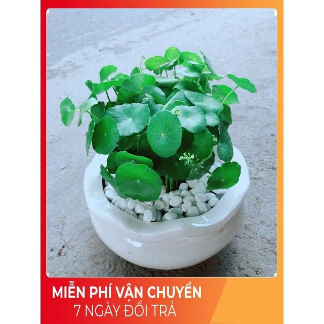 Chậu Cỏ Đồng Tiền