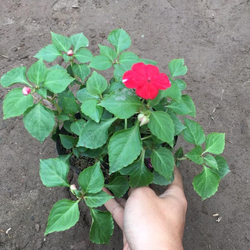 Cây ngọc thảo đơn trồng bịch đen cao 10-15cm đã có hoa và nụ như hình