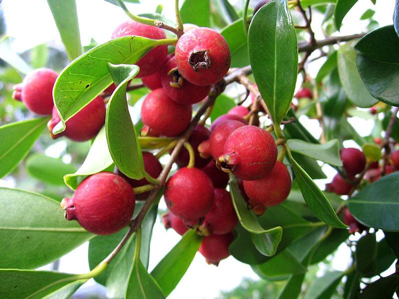 Cây giống Ổi Tím SIÊU SỚM.