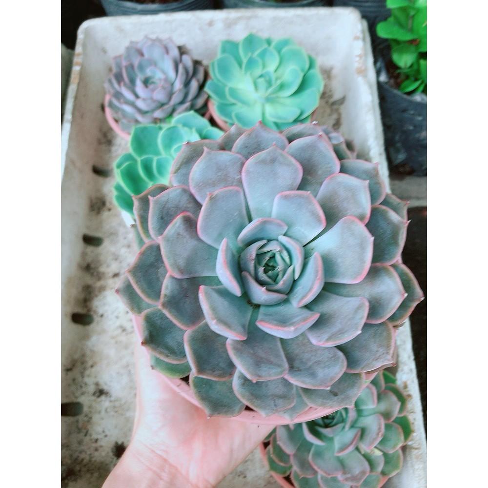 Sen Đá Tím Cánh Cứng Size Đại