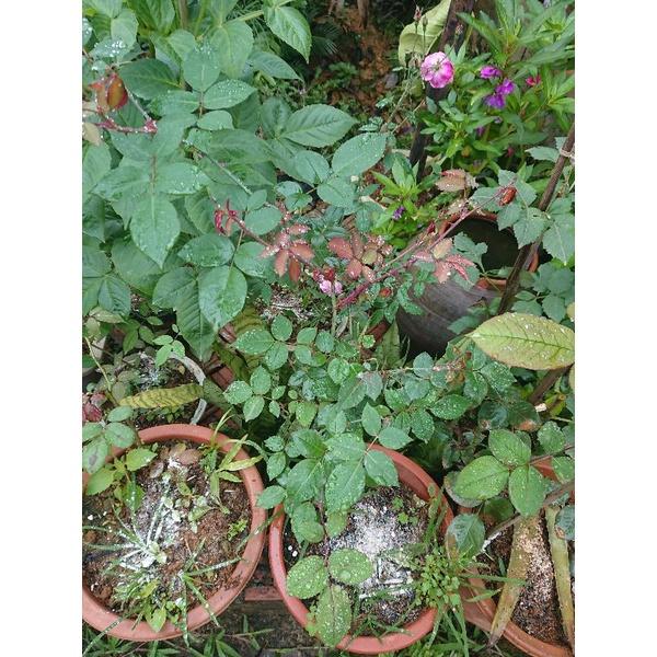 Chậu hồng cổ sapa nguyên bản không ghép