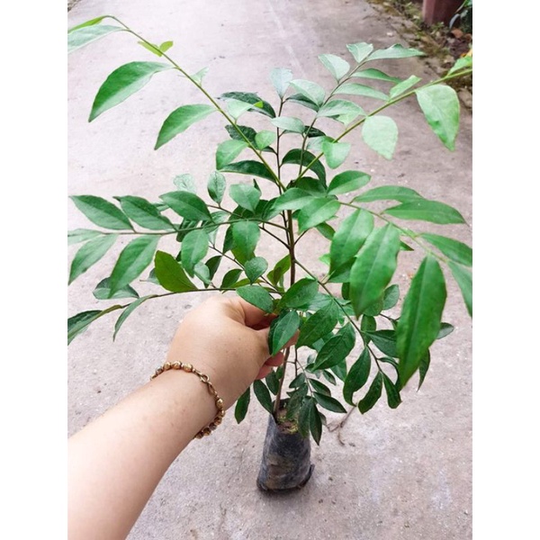 Combo 5 cây móc mật siêu tốt