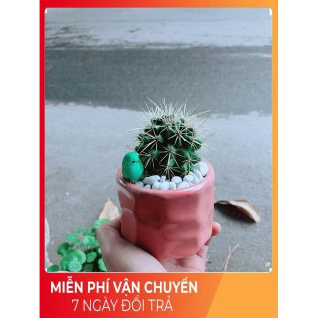 Chậu Xương Rồng Kim Hổ