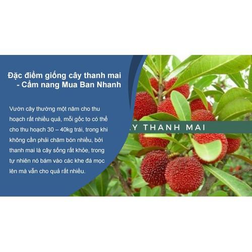 CÂY GIỐNG THANH MAI NHIỆT ĐỚI SIÊU NGỌT, SIÊU QUẢ, SIÊU NĂNG SUẤT,SIÊU KINH TẾ- CAM KÊT GIỐNG CHUẨN F1 - CGTDLSQSN
