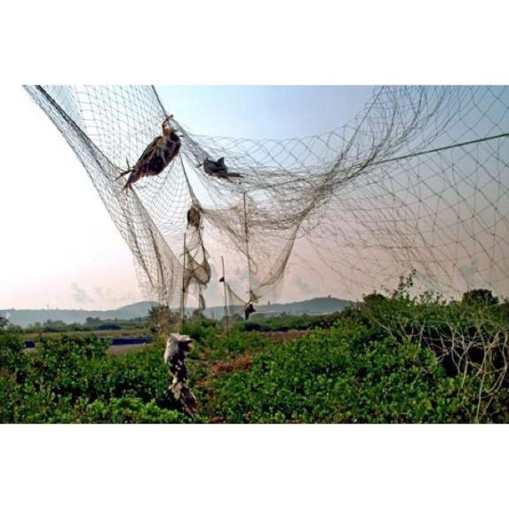 Lưới bẫy chim Cu, Tu hú, Gà Rừng Cao 5m, mắt lưới 7p, dài 20m - 50m, Lưới Chim Thái Lan