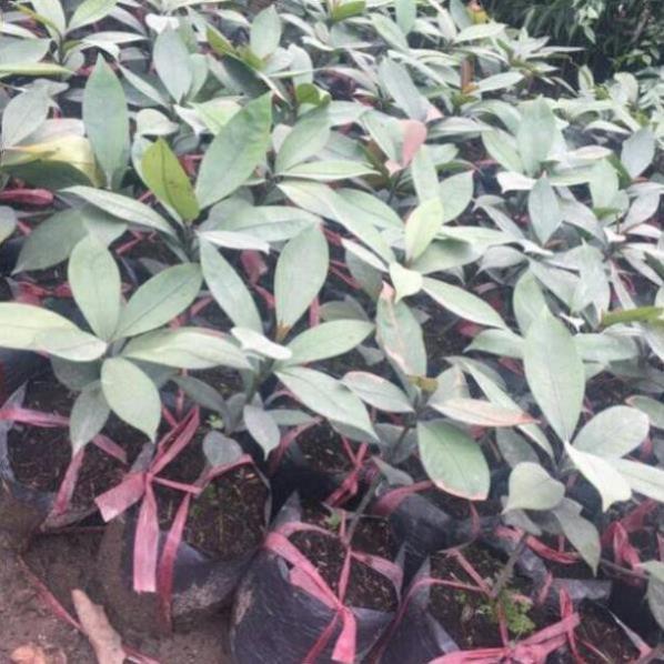 Cây Măng Cụt, Năng Suất Cao, Chống Chịu Tốt